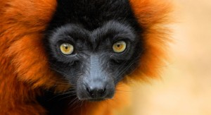 Lemure al parco nazionale dell'Isalo