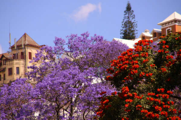 Alberi in fiore a Antananarivo, capitale del Madagascar