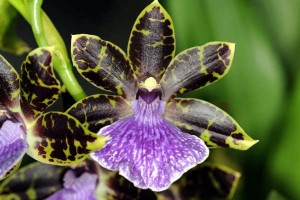 Orchidee Madagascar