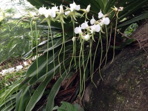 Orchidee del Madagascar