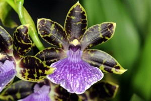 Orchidee del Madagascar