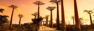 baobab morondava