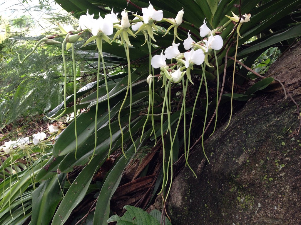 Mahambo